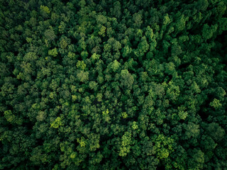 Aerial top view of green trees in forest. Drone view of dense green tree captures CO2. Green tree nature background for carbon neutrality and net zero emissions concept. Sustainable green environment. - Powered by Adobe