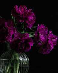 bouquet of dark red lilac tulips in glass vase on dark background. flower bouquet in vase on table....