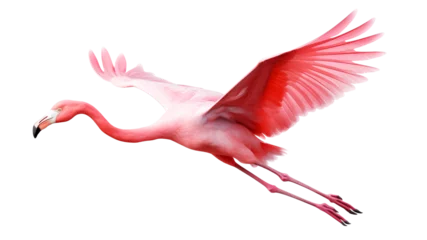 Fotobehang flying flamingo, isolated © FP Creative Stock