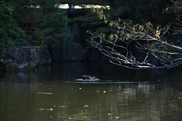 ducks swimming on the lake in the wild