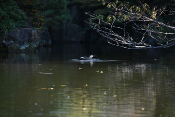 ducks swimming on the lake in the wild