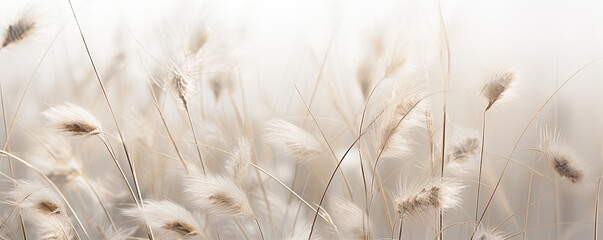 Abstract natural background of soft plants Cortaderia selloana. Pampas grass on a blurry bokeh, Dry reeds boho style. Fluffy stems of tall grass in winter, grass in the morning, beige banner backgroun © Planetz