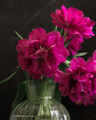 Naklejka na ściany i meble bouquet of dark red lilac tulips in glass vase on dark background. flower bouquet in vase on table. Gift interior decoration. florist, decorator. Flower shop.