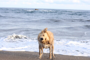 tan dog with blue eyes bathing and shaking on the beach