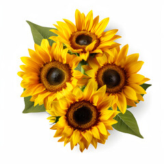 Obraz premium sunflowers on white