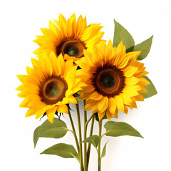 sunflowers isolated on white background