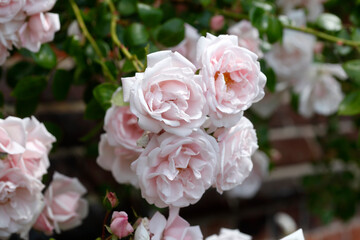 Rosa Rosen, dunkler Hintergrund, Deutschland