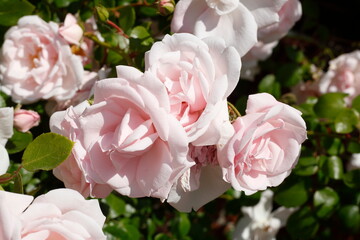 Rosa Rosen, dunkler Hintergrund, Deutschland