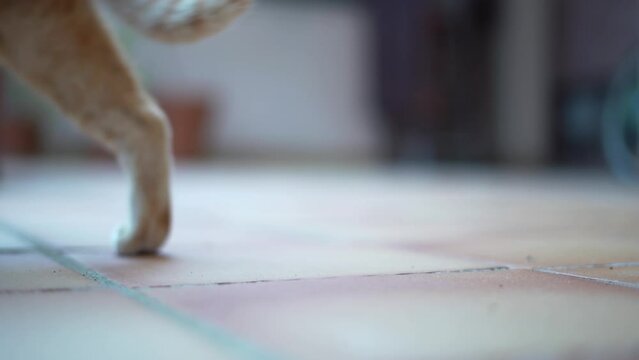 Gatito estirado en el suelo, mira a c&aacute;mara y se va caminando