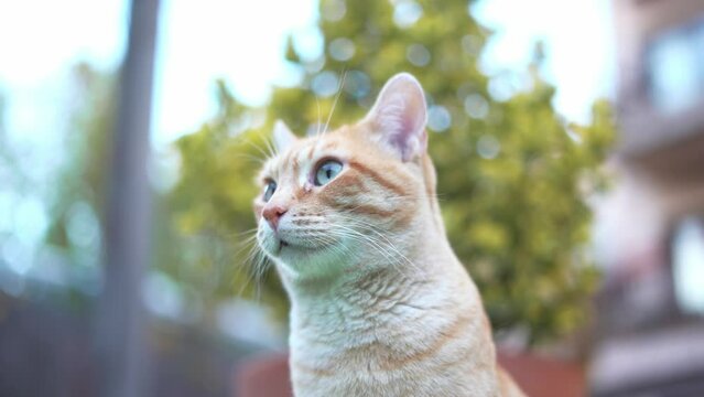 Hermoso gatito al aire libre observando el jardín