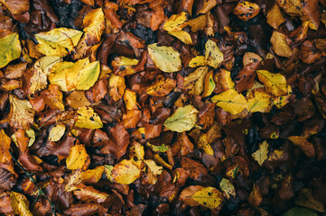 autumn beech leaves background