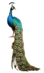 Poster Peacock with long majestic feathers, isolated background © FP Creative Stock