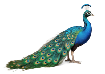 Peacock side profile view