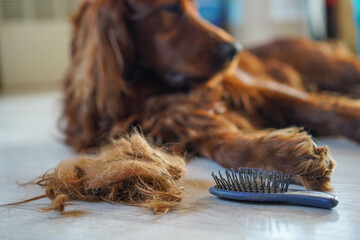 Combing dog's fur with a comb. Irish Setter - obrazy, fototapety, plakaty
