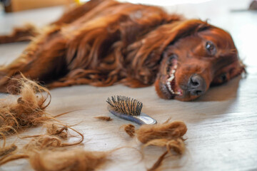 Combing dog's fur with a comb. Irish Setter