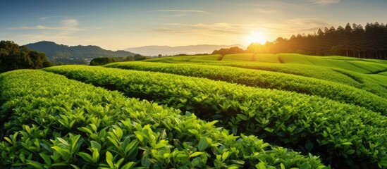 In Japan the vibrant green of tea leaves sourced from isolated nature is the cornerstone of their healthy lifestyle where food and plant based medicine are deeply ingrained culture unlike in - obrazy, fototapety, plakaty