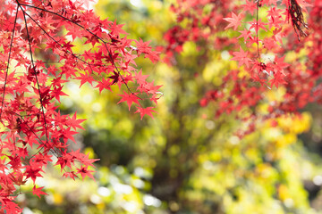 河口湖の紅葉