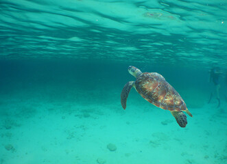 Obraz na płótnie Canvas sea turtle swimming in the crystal clear waters on a reef in the Caribbean Sea
