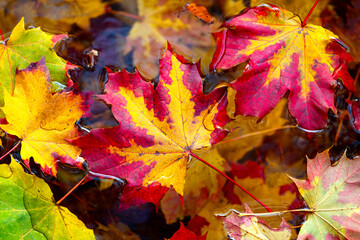 Colorful maple leaves (Acer) floating on the water surface of a pond in Iserlohn, Sauerland Germany. Swimming foliage with vibrant coloration in yellow, red and green in Indian summer in autumn season