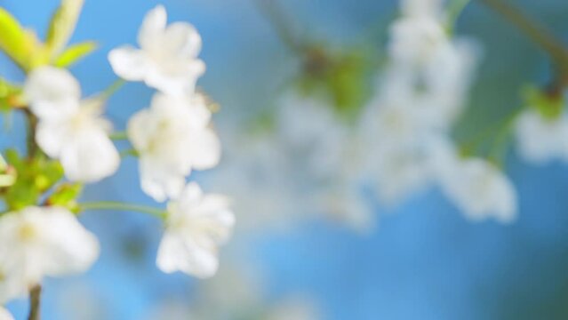 White Cherry Tree Blossom Flowers. Subgenus Cerasus Or Prunus Avium. Commonly Called Wild Cherry Or Sweet Cherry And Gean. Close up.