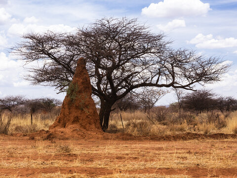 Huge red termite mound in front of a dead camel thorn tree in the outskirts of Windhoek, Namibia
