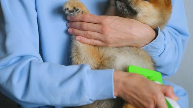 young woman combed with slicker brush out a shiba inu puppy lying calmly in her arms. Combing the hair of a dog, the concept of animal care. A pet trusts its owner
