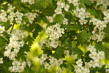 678197544 Weißdornblüten 