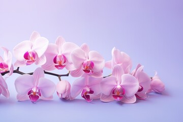 Fototapeta na wymiar Petal blossom beauty flower purple decorative bright nature pink phalaenopsis blooming branch orchid