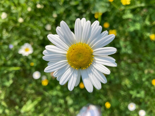 Fototapeta premium 678197707 Margerite Blüte einzeln solo
