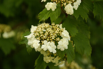 678197746 Gemeiner Schneeball