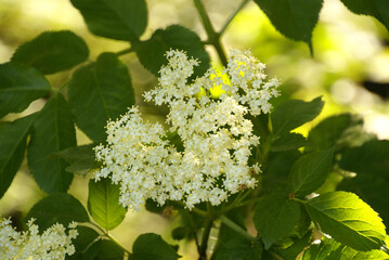 678197749 Viele weiße Blüten Schwarzer Holunder 