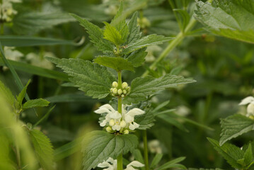 678197775 Wei&szlig;e Taubnessel mit wei&szlig;en Bl&uuml;ten