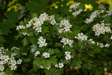 678197787 Weißdorn (Crataegus monogyna)