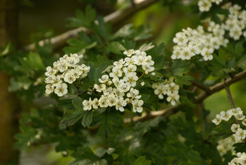 678197793 Eingriffeliger Weißdorn (Crataegus monogyna)