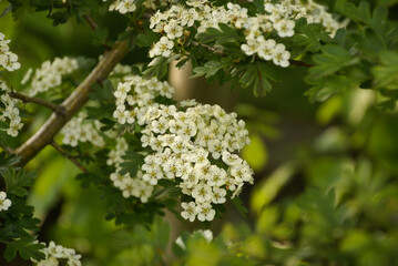 678197798 Eingriffeliger Weißdorn (Crataegus monogyna)