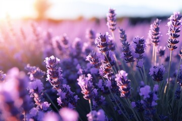 Capturing Lavender Essence: Fields at Sunset Unveil their Scented Beauty - Ai Generative