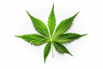 top view of cannabis leaf isolated on white background