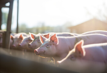 Élevage de cochons en batterie dans une porcherie - obrazy, fototapety, plakaty