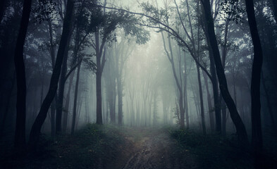 path through magical forest, dark landscape - obrazy, fototapety, plakaty