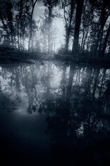 dark forest reflecting on water surface
