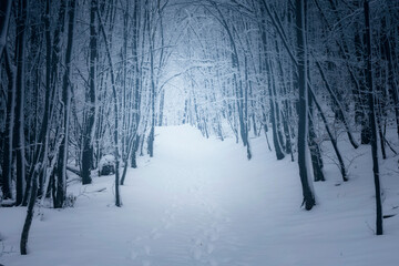 snow covered path in fantasy winter woods