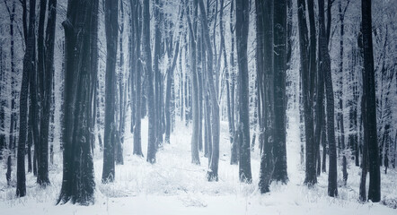 frozen trees in the woods, cold winter landscape