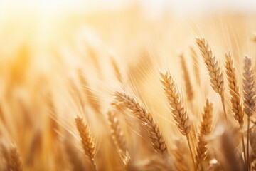 Fototapeta premium wheat field background - A field of golden wheat swayed in the breeze.
