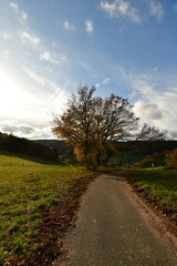 Fototapeta na wymiar Autumn tree colorful german Forest odenwald