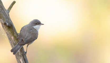 Lesser whitethroat, Sylvia curruca. A bird sits on a beautiful branch against a gorgeous background