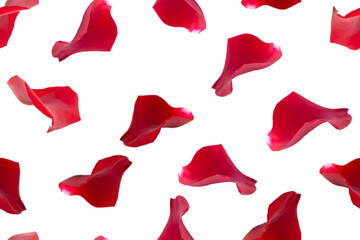 Seamless festive pattern. Petals of red roses on a white background