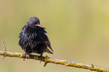 Common starling, Sturnus vulgaris. A bird on a beautiful branch on a flat background