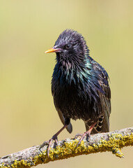 Common starling, Sturnus vulgaris. A bird sits on a beautiful branch, ruffling its feathers