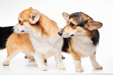Pembroke Welsh Corgi portrait isolated on white studio background with copy space, family of three purebred dogs