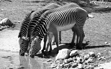 Fototapeta na wymiar Zebra at the Water Hohle
